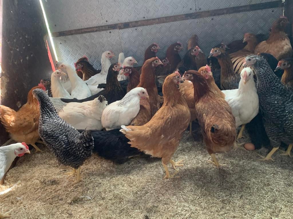 Les poules pondeuses sont de 6 couleurs différentes