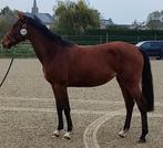 Lieve aanhankelijke 4 jarige merrie, Moins de 160 cm, Avec pedigree, Non dressé, Cheval de saut