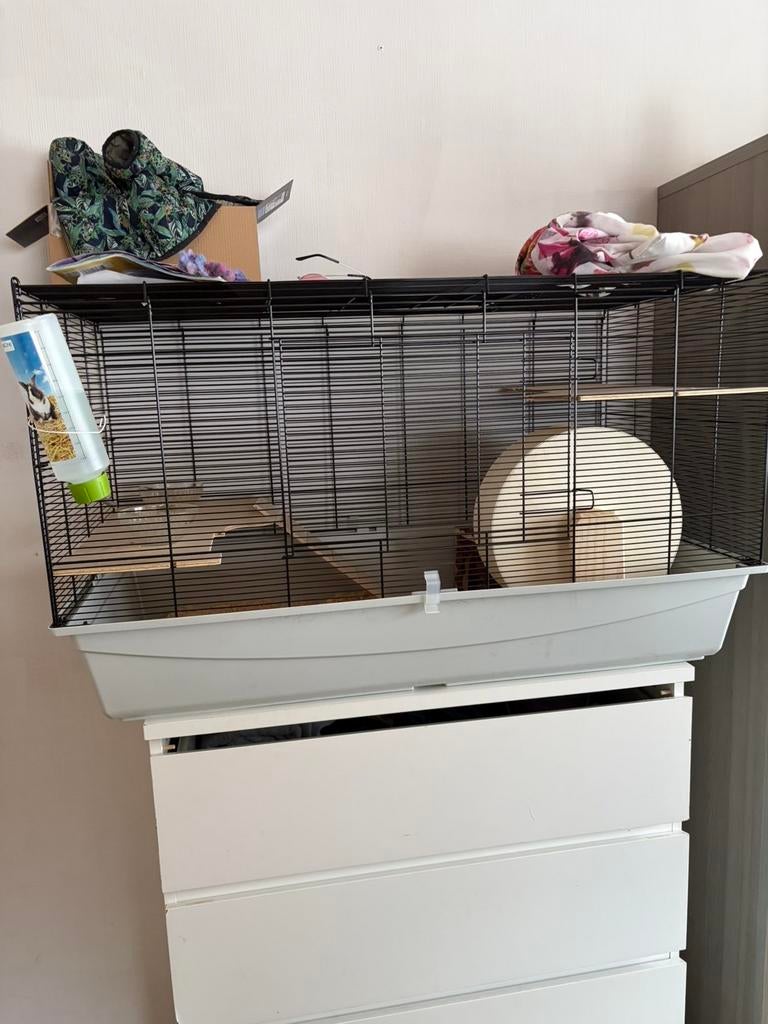 Goudhamster, Ophalen, Nieuw, Kooi, Hamster