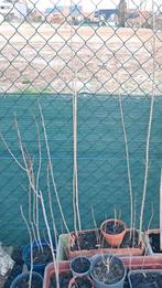 Jeunes peupliers en pots, Jardin & Terrasse, Plantes | Arbres, Enlèvement, En pot, 100 à 250 cm