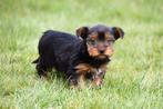 Yorkshire Terriër pups te koop, Dieren en Toebehoren, Honden | Jack Russells en Terriërs, België, 8 tot 15 weken, Teef, Eén hond