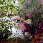 Guppy cobra geel mannetjes, Dieren en Toebehoren