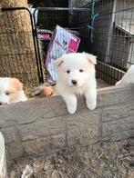 Chiot border collie femelle rouge, Chienne, Belgique, 8 à 15 semaines, Colley