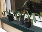 Jonge sterke plantjes  clivia,graslelie,sansiveria,vetplant, Autres espèces, En pot, Plante à fleurs, Moins de 100 cm