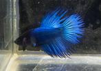 Betta mannen, Dieren en Toebehoren, Vissen | Aquariumvissen, Vis, Zoetwatervis