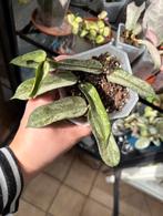 Hoya pandurata splash silver, Huis en Inrichting, Kamerplanten, Ophalen of Verzenden