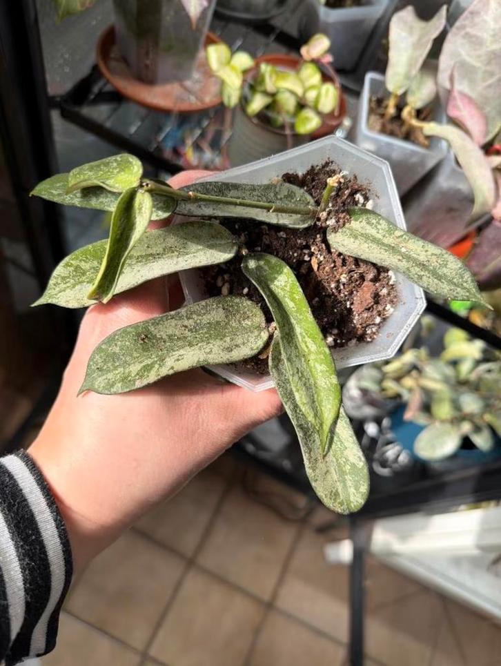 Hoya pandurata splash silver, Huis en Inrichting, Kamerplanten, Ophalen of Verzenden