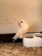 Albina rode oog collis, Animaux & Accessoires, Oiseaux | Perruches & Perroquets, Mâle, Perroquet nain ou Inséparable