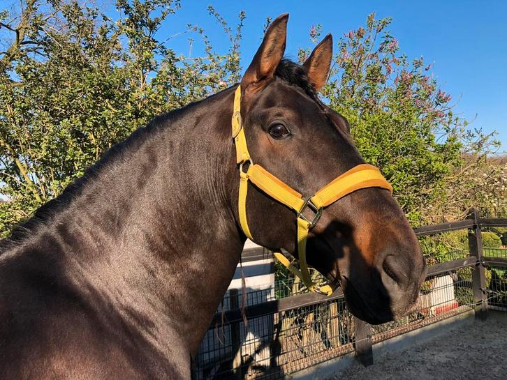 P.R.E puur ras Espagnol HENGST, Dieren en Toebehoren, Paarden, Hengst