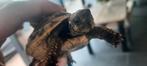 landschildpadjes, Dieren en Toebehoren, Reptielen en Amfibieën, Schildpad, Tam, 3 tot 6 jaar