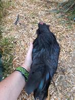 Coq barbu d'uccle à donner, Dieren en Toebehoren