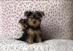 Yorkshire terrier reutje, Dieren en Toebehoren, Honden | Jack Russells en Terriërs, Yorkshire Terriër, 15 weken tot 1 jaar, Reu