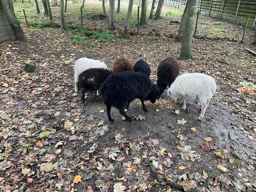 Quessant schapen, Dieren en Toebehoren, Schapen, Geiten en Varkens