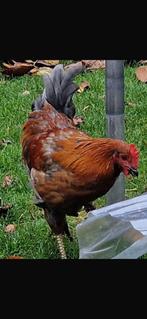 Haantje, Dieren en Toebehoren, Pluimvee, Mannelijk, Kip