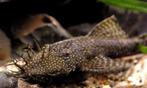 🐠Lot vendu ensemble — ancitrus adulte + 2 Loches Botia, Vis, Zoetwatervis