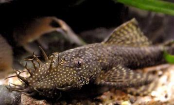 🐠Lot vendu ensemble — ancitrus adulte + 2 Loches Botia, Poisson, Poisson d'eau douce