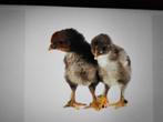 Kuikens marans groothoen