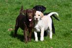 Labrador Retriever pups te koop, Dieren en Toebehoren, Honden | Retrievers, Spaniëls en Waterhonden, CDV (hondenziekte), Meerdere