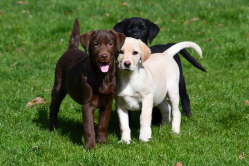 Labrador Retriever pups te koop, Dieren en Toebehoren, Honden | Retrievers, Spaniëls en Waterhonden, Meerdere dieren, Labrador retriever