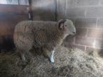 Echtpaar van Herdwick 300€, Dieren en Toebehoren, Schapen, Geiten en Varkens
