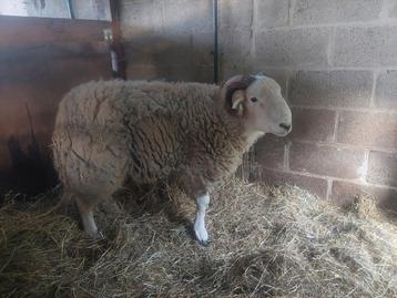 Couple Herdwick 300€