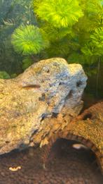 Galaxy rasbora danio, Vis, Schoolvis
