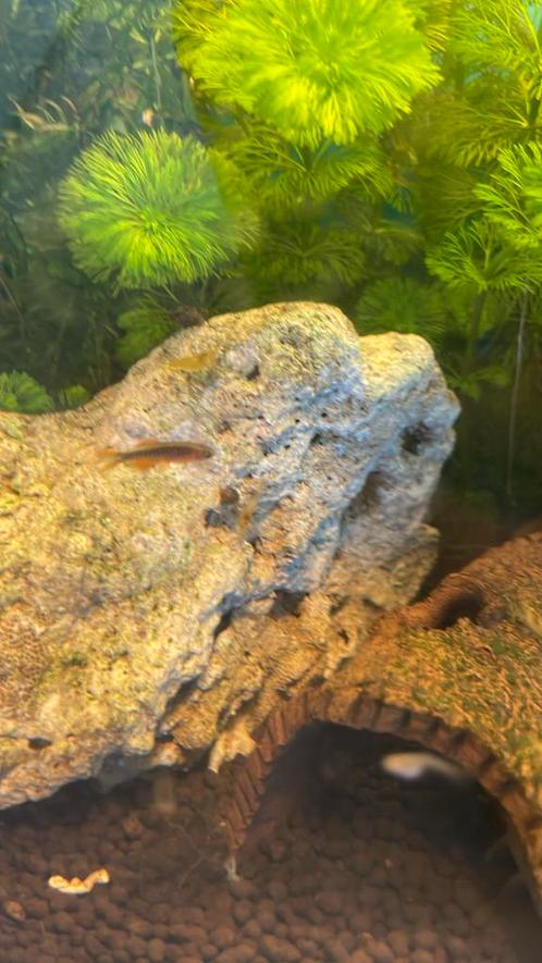 Galaxy rasbora danio, Dieren en Toebehoren, Vissen | Aquariumvissen, Vis, Schoolvis