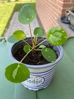 Pilea peperomioides White Splash/variant pannekoekenplant, Huis en Inrichting, Kamerplanten, Ophalen