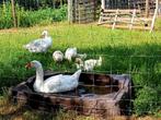 Jonge ganzen, Dieren en Toebehoren, Pluimvee, Geslacht onbekend, Gans of Zwaan