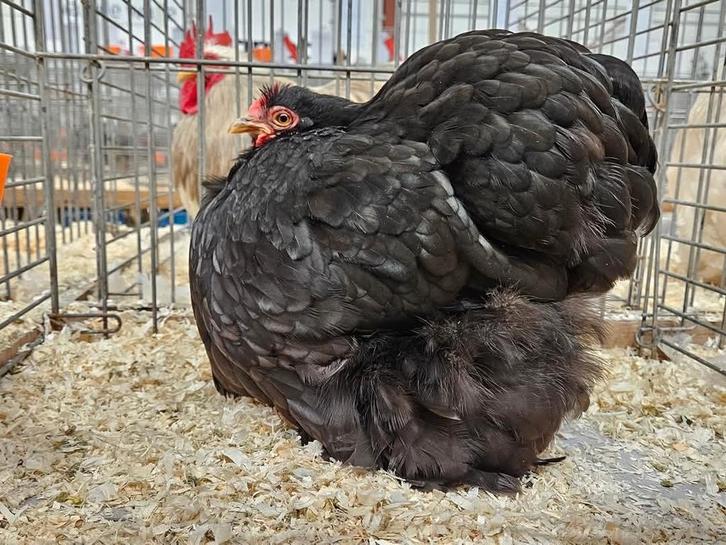 Cochinkrielen, Dieren en Toebehoren, Pluimvee