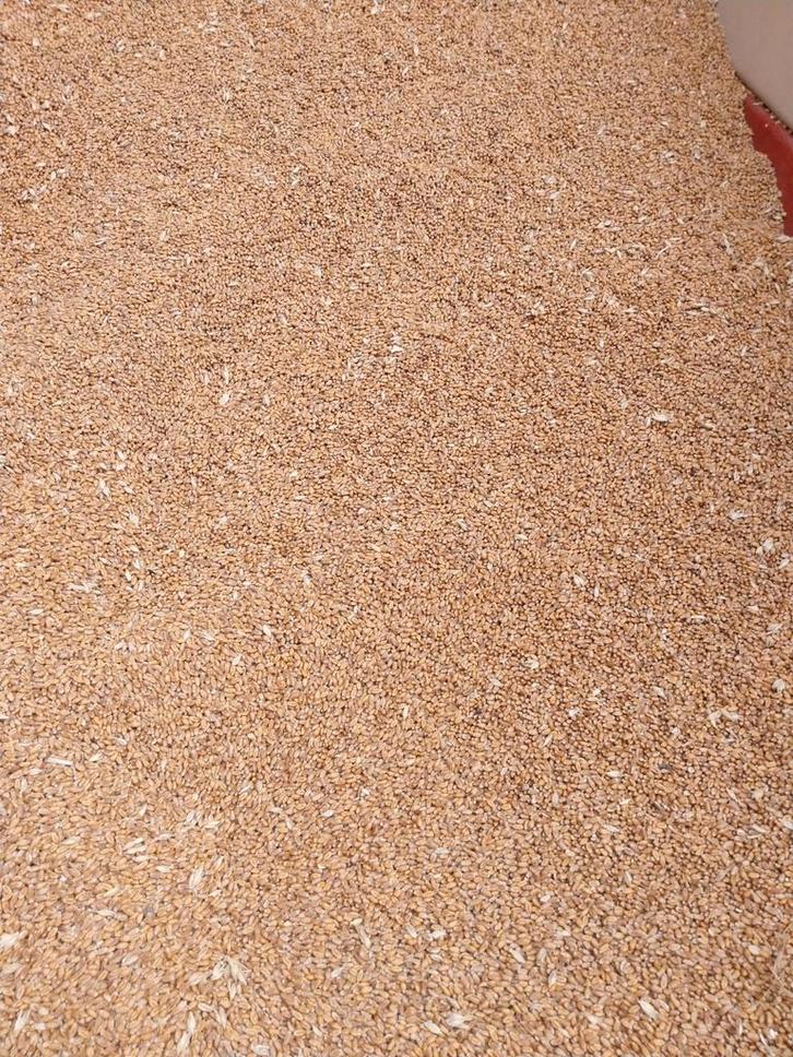 Blé céréales froment, Animaux & Accessoires, Nourriture pour Animaux, Volaille, Enlèvement