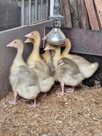 Jonge witte ganzen te koop, Dieren en Toebehoren, Pluimvee, Geslacht onbekend, Gans of Zwaan