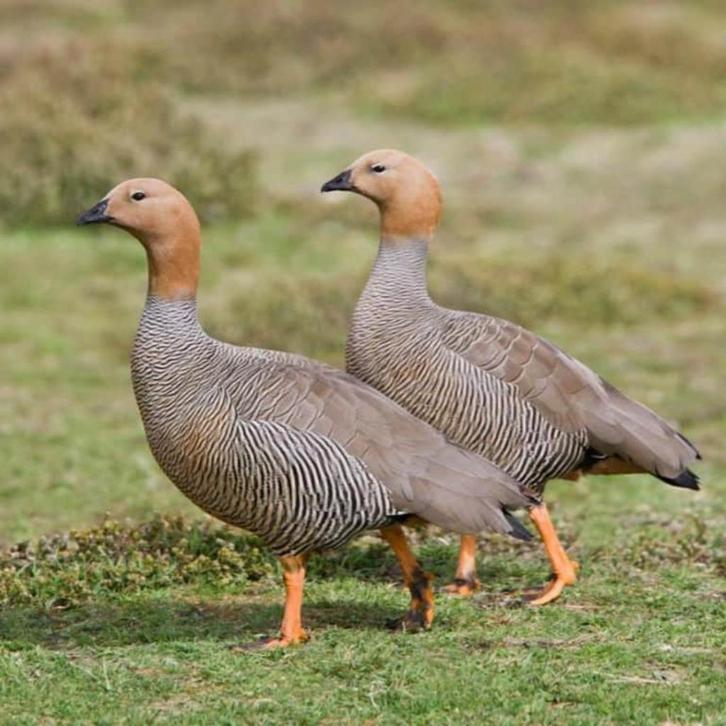 roodkopgans @ paradijshof, Dieren en Toebehoren, Pluimvee, Gans of Zwaan, Meerdere dieren