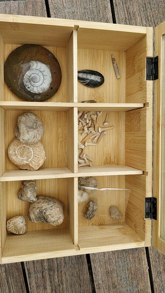 Beginners setje fossielen, Verzamelen, Mineralen en Fossielen, Fossiel, Ophalen of Verzenden