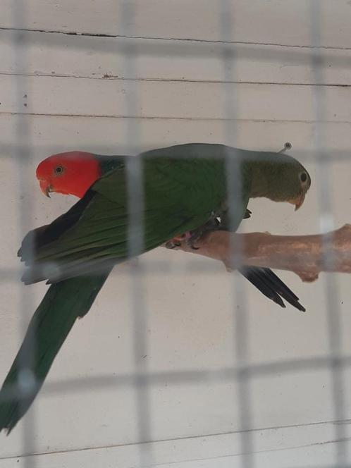 Overjarige  konings, Dieren en Toebehoren, Vogels | Parkieten en Papegaaien