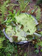 Waterlelie (lotus) en andere planten voor grote zwembaden, Tuin en Terras, Planten | Tuinplanten, Vaste plant, Lente, Vijverplanten