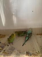Grasparkieten, Dieren en Toebehoren, Vogels | Parkieten en Papegaaien, Meerdere dieren
