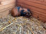 Jong cavia bokje/ beertje, Dieren en Toebehoren, Knaagdieren, Juni, Mannelijk, Cavia