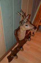 Taxidermie, Antiek en Kunst, Curiosa en Brocante, Ophalen