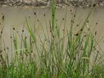 juncus conglomeratus in pot GRATIS   bij aankoop, Ophalen