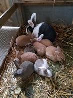 jonge konijnen, Dieren en Toebehoren, Geslacht onbekend, Groot, 0 tot 2 jaar