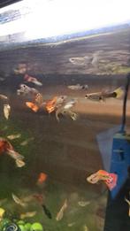 Guppy's te koop, Zoetwatervis, Schoolvis