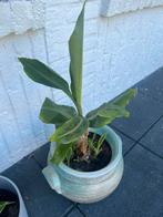 Banenplant Musa Cavendish, Tuin en Terras, Planten | Tuinplanten, Ophalen