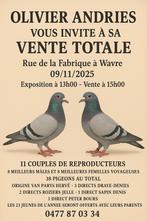 Vente olivier andries, Dieren en Toebehoren, Pluimvee | Toebehoren, Ophalen of Verzenden