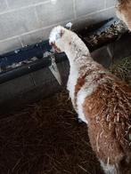 Haras, Animaux & Accessoires