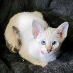 Prachtige volledig gestreepte oosterse Siamese kittens!, Dieren en Toebehoren, Meerdere dieren, Kortharig, 0 tot 2 jaar