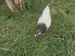 2 Jonge Lakenvelder hennen