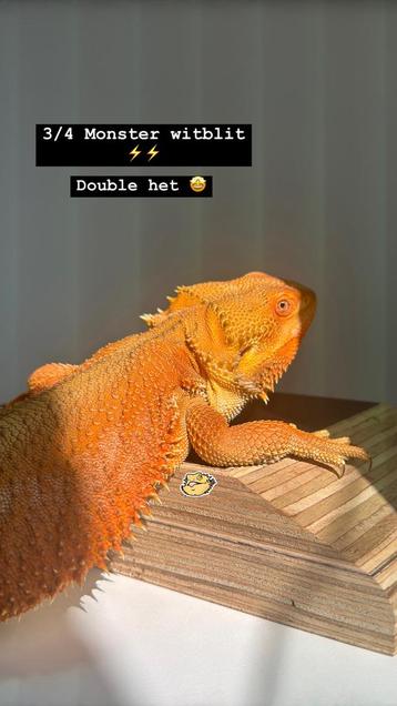 Monster witblits het hypo het trans beschikbaar voor biedingen