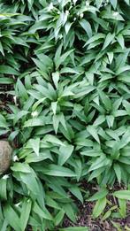 Daslook in pot of per bak, Ophalen, Vaste plant, Halfschaduw, Kruiden