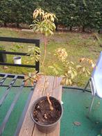 1 boompje, Tuin en Terras, Planten | Bomen, Ophalen